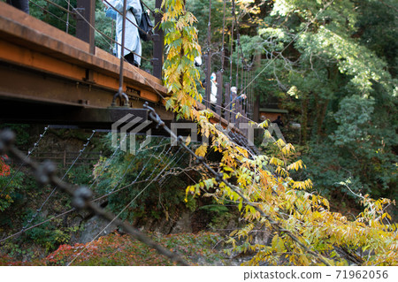 Colored vines and Hikawakobashi Colored vines and Hikawakobashi 71962056