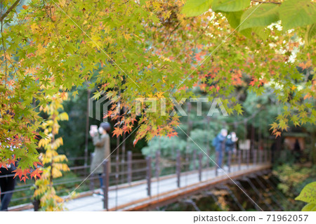 Maple and Hikawakobashi that are beginning to color Maple and Hikawakobashi that are beginning to color 71962057