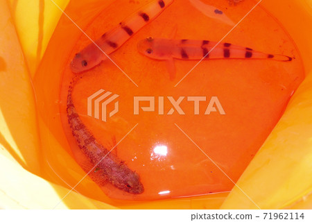當我去海裡釣魚時,我抓住了一個蝦虎魚 當我去海裡釣魚時,我抓住了一個蝦虎魚 71962114