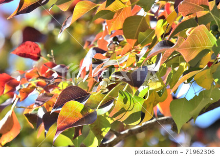 Autumn leaves and fruits of Nankin goby 71962306