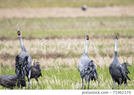 Hooded crane fighting by crying Hooded crane fighting by crying 71962379