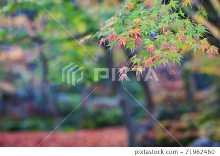 Arakoji寺 Arakoji寺 71962460