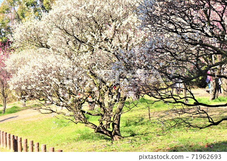 Spring scenery of Arayama Park, Sakai City, Osaka Prefecture Spring scenery of Arayama Park, Sakai City, Osaka Prefecture 71962693
