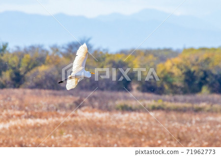 Flight of Ogina 71962773