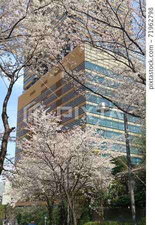 Akasaka Ark Hills Sakura Akasaka Ark Hills Sakura 71962798