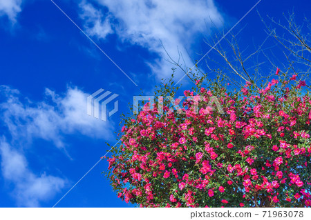 Sasanqua花 71963078
