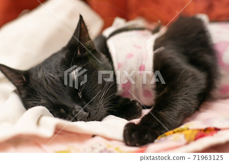 a sick black cat lies, sleeps and recovers on the sofa a sick black cat lies, sleeps and recovers on the sofa 71963125