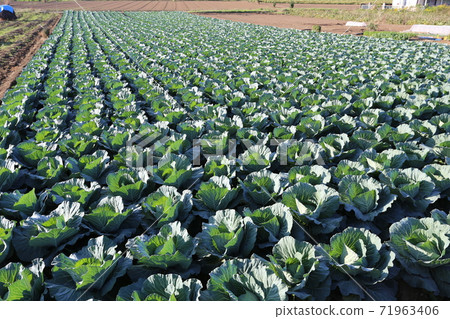 Winter cabbage field Winter cabbage field 71963406