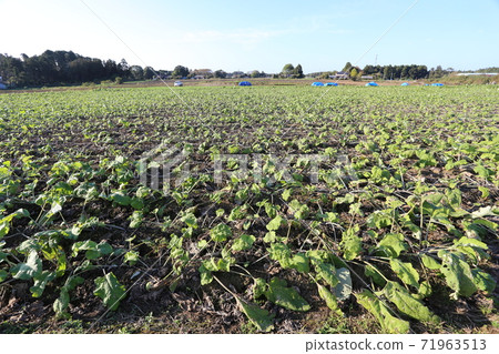 Burdock field before harvest 71963513