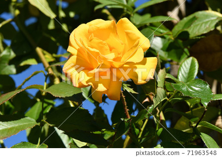 Rose garden Rose garden 71963548