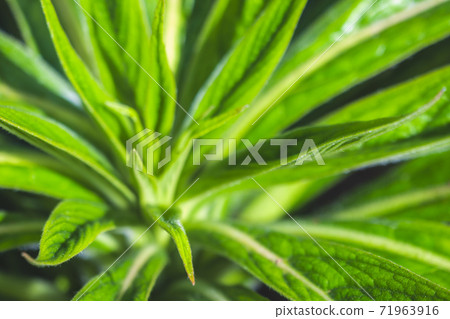 Macro shot of marijuana Macro shot of marijuana 71963916