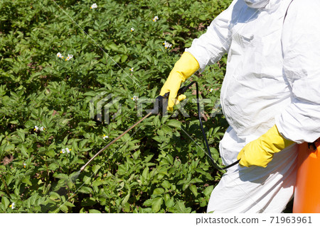 Pesticide spraying. Non-organic vegetables. Pollution. 71963961