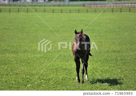 Thoroughbred Thoroughbred 71963993