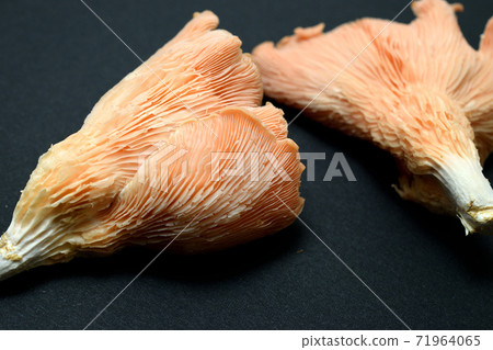 Tokiro Milatake Tokiro Milatake 71964065