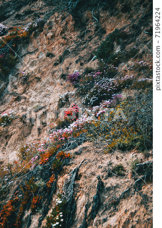 A hillside covered in colorful flowers and roots growing wildly 71964224