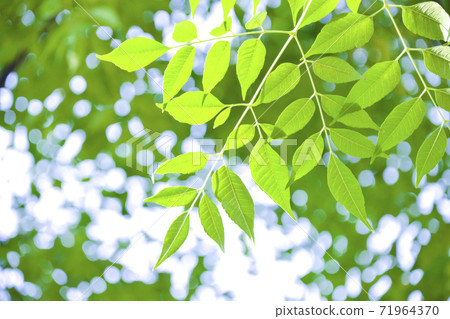 Fresh green and sunbeams 71964370