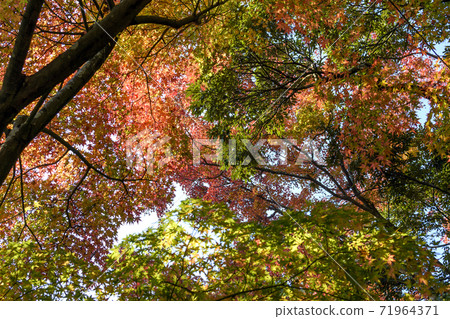 Naritasan Park Autumn leaves 71964371