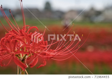 Cluster amaryllis red flower Cluster amaryllis red flower 71964455