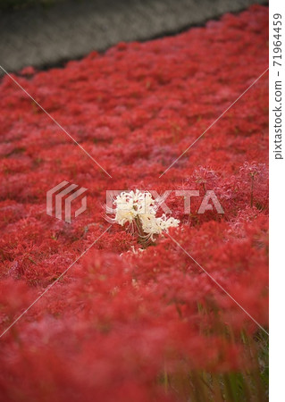 Cluster amaryllis red flower Cluster amaryllis red flower 71964459