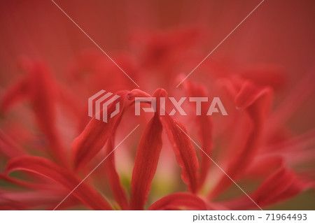 gan花 gan花 71964493