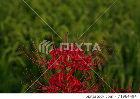Cluster amaryllis red flower Cluster amaryllis red flower 71964494