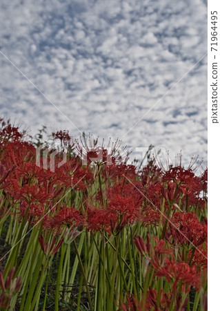 Cluster amaryllis red flower 71964495