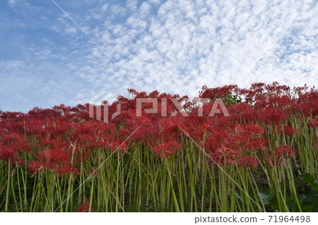Cluster amaryllis red flower Cluster amaryllis red flower 71964498
