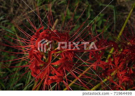 Cluster amaryllis red flower Cluster amaryllis red flower 71964499