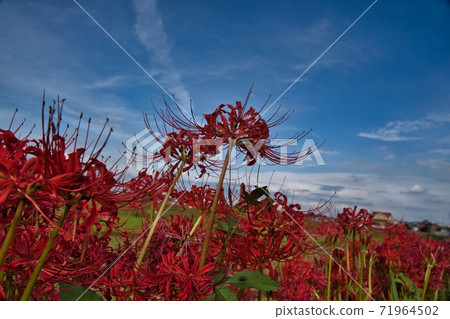 Cluster amaryllis red flower Cluster amaryllis red flower 71964502