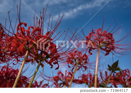 Cluster amaryllis red flower Cluster amaryllis red flower 71964517