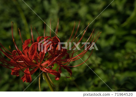 Cluster amaryllis red flower Cluster amaryllis red flower 71964520