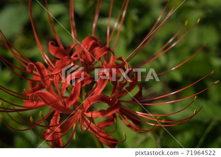 Cluster amaryllis red flower Cluster amaryllis red flower 71964522