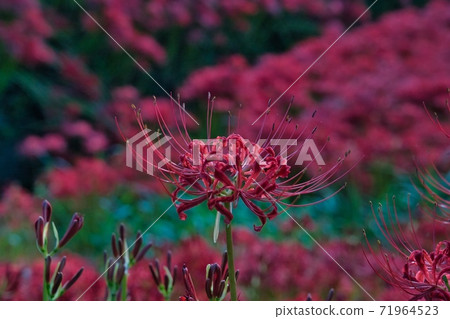 Cluster amaryllis red flower Cluster amaryllis red flower 71964523