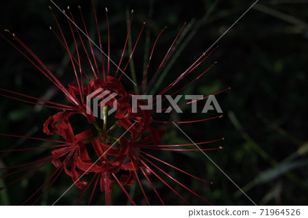 Cluster amaryllis red flower Cluster amaryllis red flower 71964526