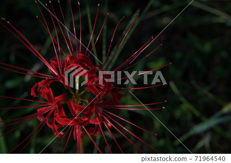 Cluster amaryllis red flower Cluster amaryllis red flower 71964540