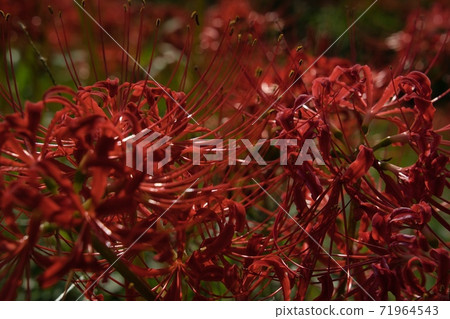 Cluster amaryllis red flower Cluster amaryllis red flower 71964543
