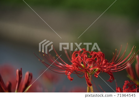 Cluster amaryllis red flower Cluster amaryllis red flower 71964545