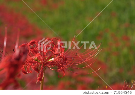 Cluster amaryllis red flower Cluster amaryllis red flower 71964546