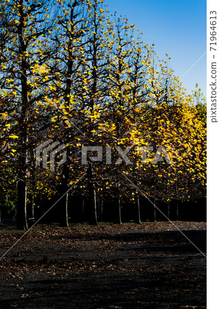 法國梧桐的黃葉 71964613