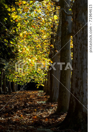 法國梧桐的黃葉 法國梧桐的黃葉 71964615