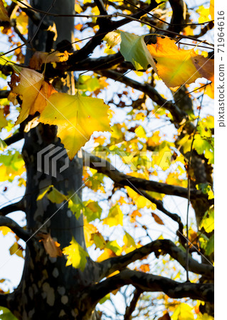 The yellow leaves of Platanus 71964616