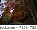 Autumn leaves ginkgo red yellow 71964782