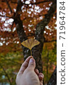 Autumn leaves ginkgo red yellow 71964784