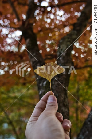 Autumn leaves ginkgo red yellow Autumn leaves ginkgo red yellow 71964784