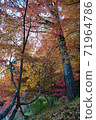 Autumn leaves ginkgo red yellow 71964786
