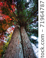 Autumn leaves ginkgo red yellow 71964787