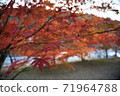 Autumn leaves ginkgo red yellow 71964788