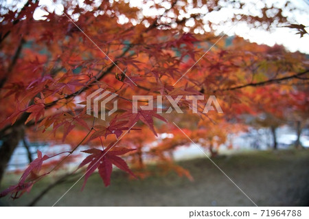 秋葉銀杏紅色黃色 秋葉銀杏紅色黃色 71964788