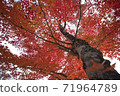 Autumn leaves red October 71964789
