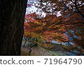 Autumn leaves ginkgo red yellow 71964790